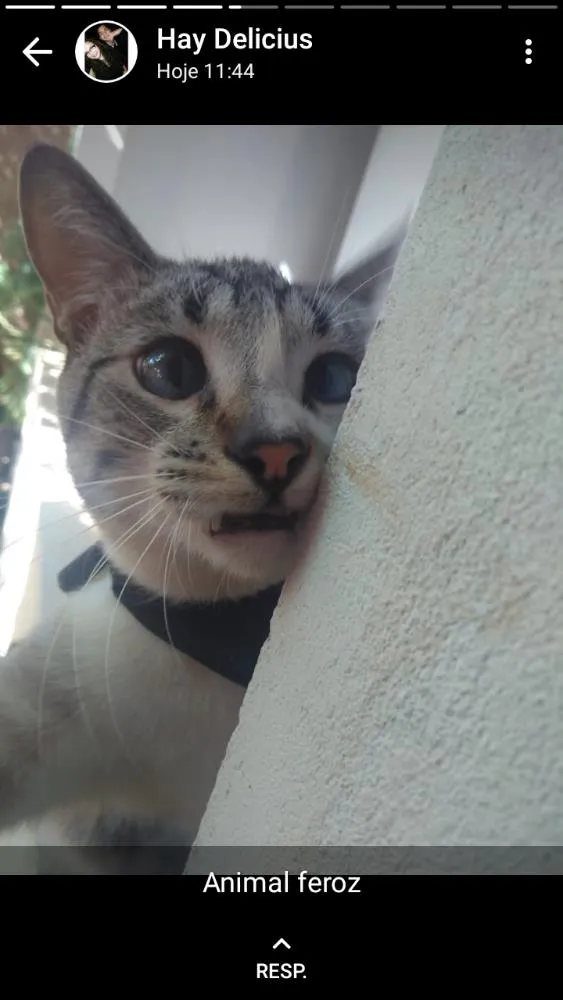 Gato ra a Manchado idade 1 ano nome Miau