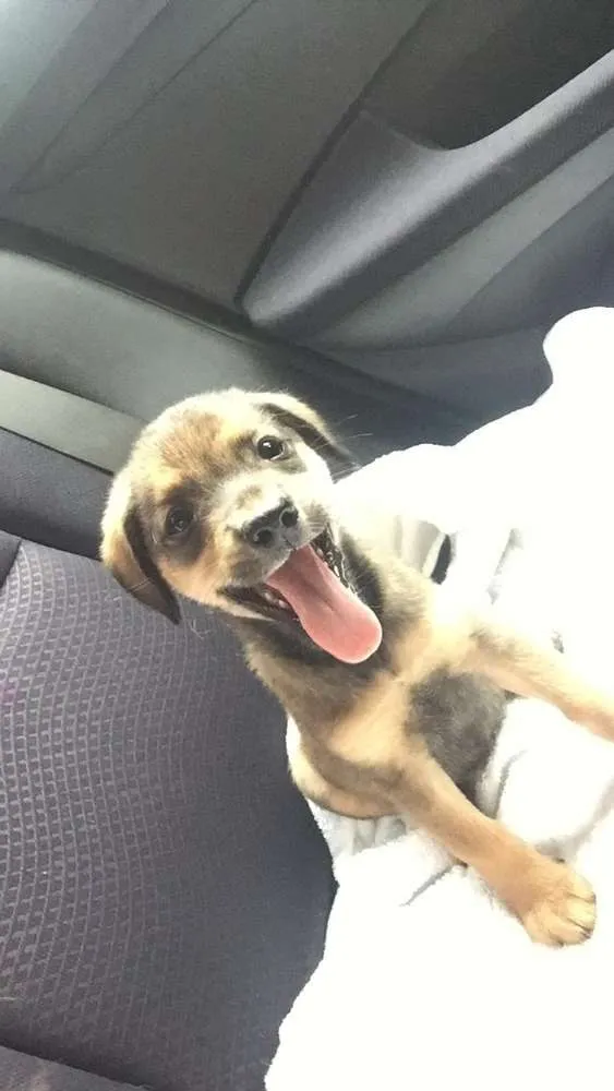 Cachorro ra a SRD idade 2 a 6 meses nome Olívia