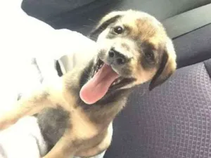 Cachorro raça SRD idade 2 a 6 meses nome Olívia