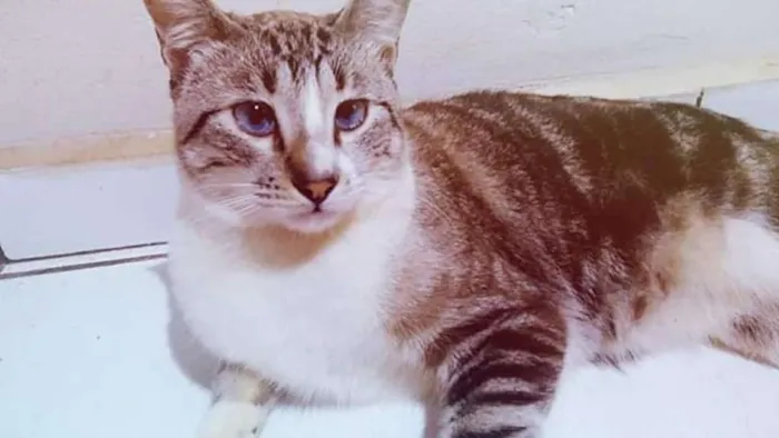 Gato ra a Manchado idade 1 ano nome Miau