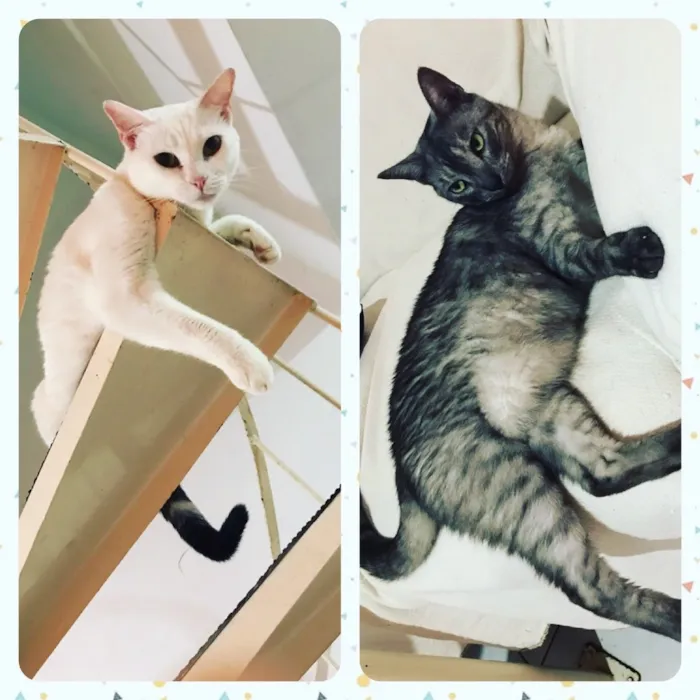 Gato raça Mestiço  idade 2 a 6 meses nome Lalu e Brisa