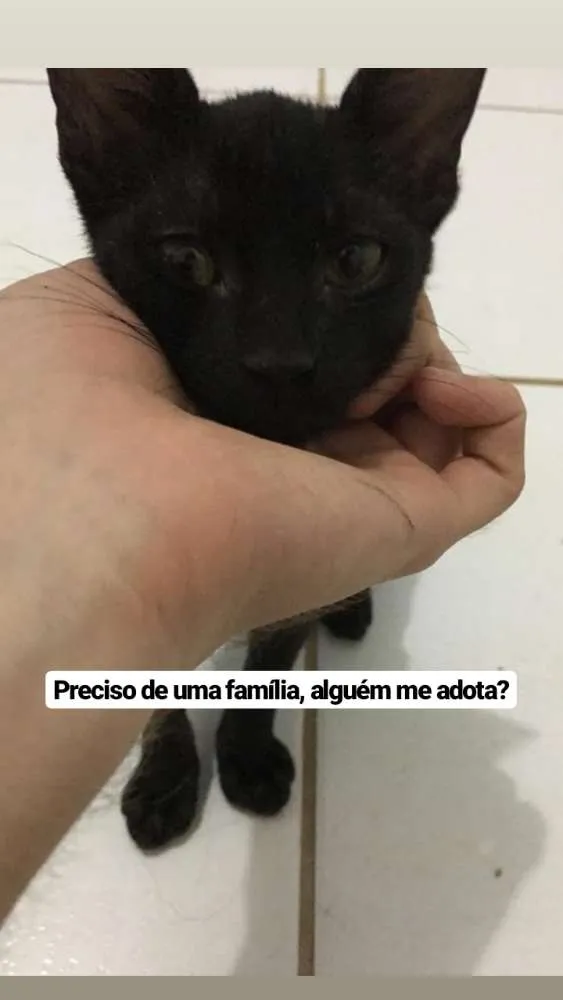 Gato ra a Sem raça definida idade 2 a 6 meses nome Banguela