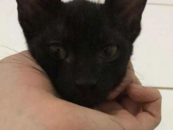 Gato ra a Sem raça definida idade 2 a 6 meses nome Banguela