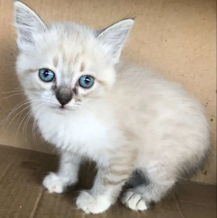 Gato ra a Siamês idade Abaixo de 2 meses nome CAROLINA