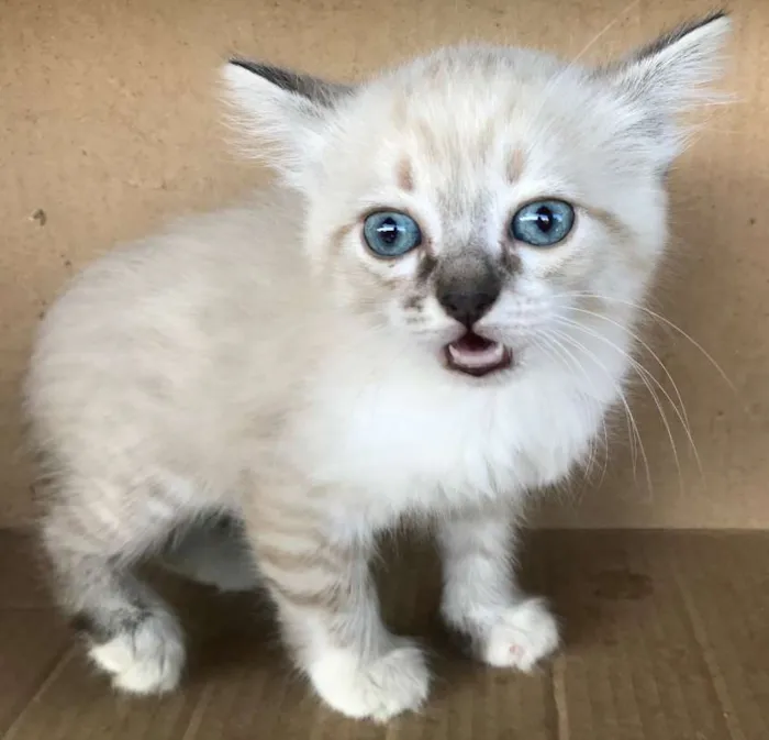 Gato ra a Siamês idade Abaixo de 2 meses nome CAROLINA