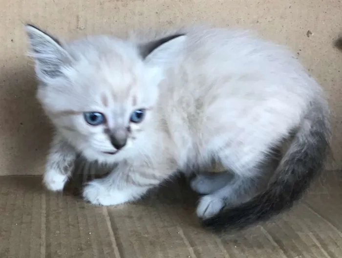 Gato ra a Siamês idade Abaixo de 2 meses nome CAROLINA
