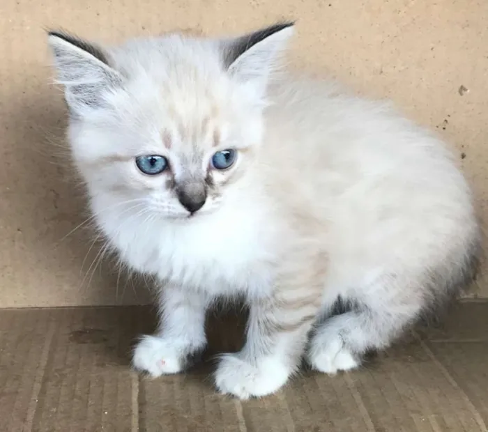Gato ra a Siamês idade Abaixo de 2 meses nome CAROLINA