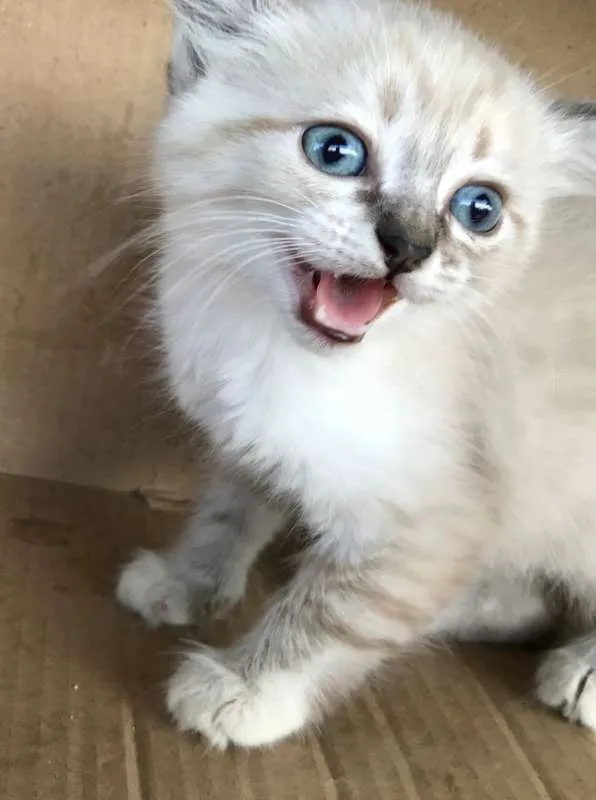 Gato ra a Siamês idade Abaixo de 2 meses nome CAROLINA