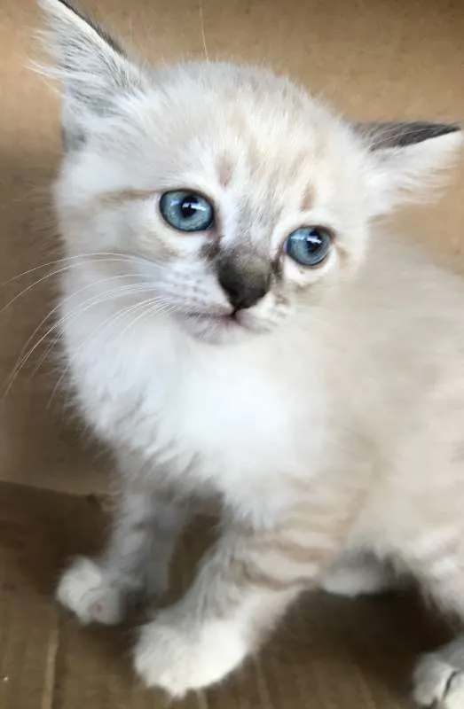 Gato ra a Siamês idade Abaixo de 2 meses nome CAROLINA