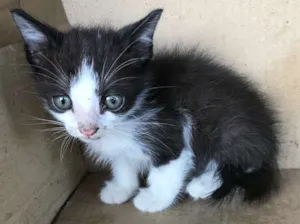 Gato raça FRAJOLA  idade Abaixo de 2 meses nome PEDRINHO