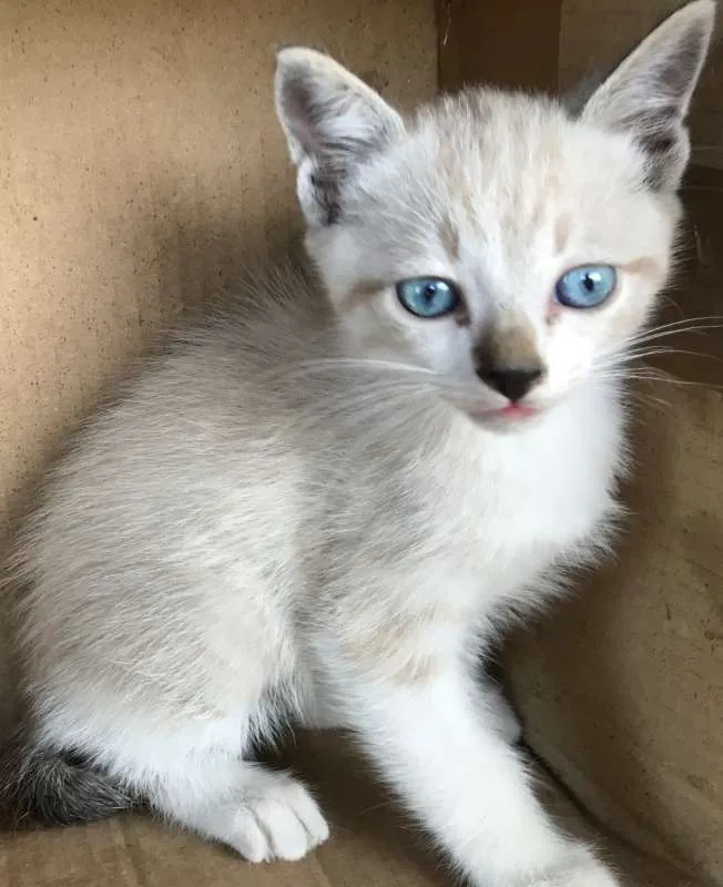 Gato ra a Siamês idade Abaixo de 2 meses nome CARLINHOS