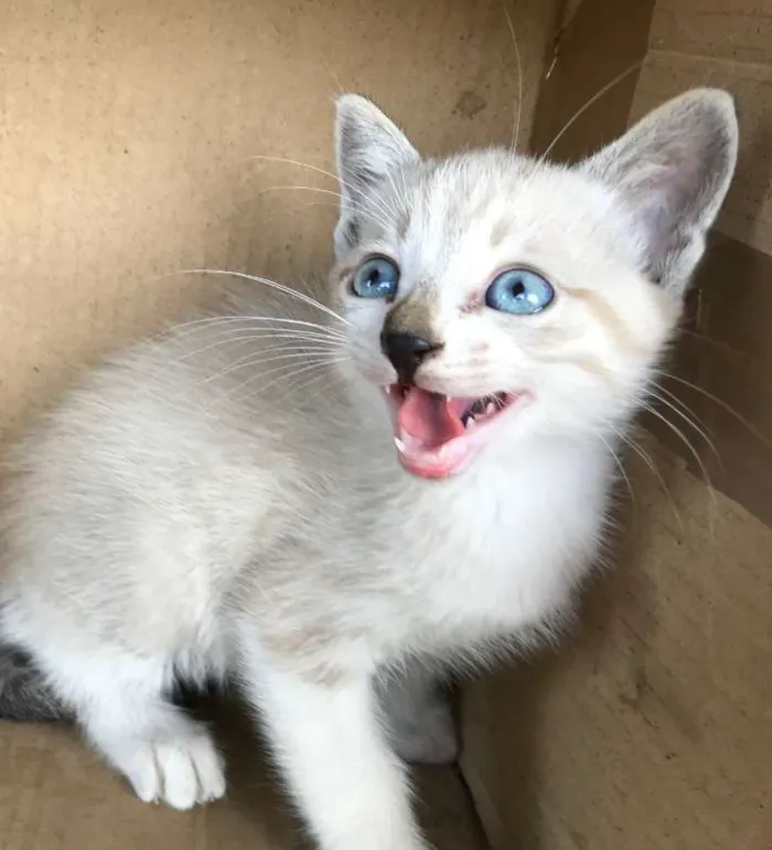 Gato ra a Siamês idade Abaixo de 2 meses nome CARLINHOS