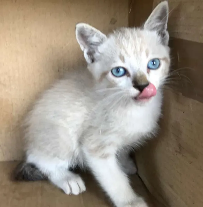 Gato ra a Siamês idade Abaixo de 2 meses nome CARLINHOS