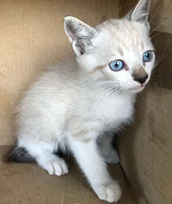 Gato ra a Siamês idade Abaixo de 2 meses nome CARLINHOS