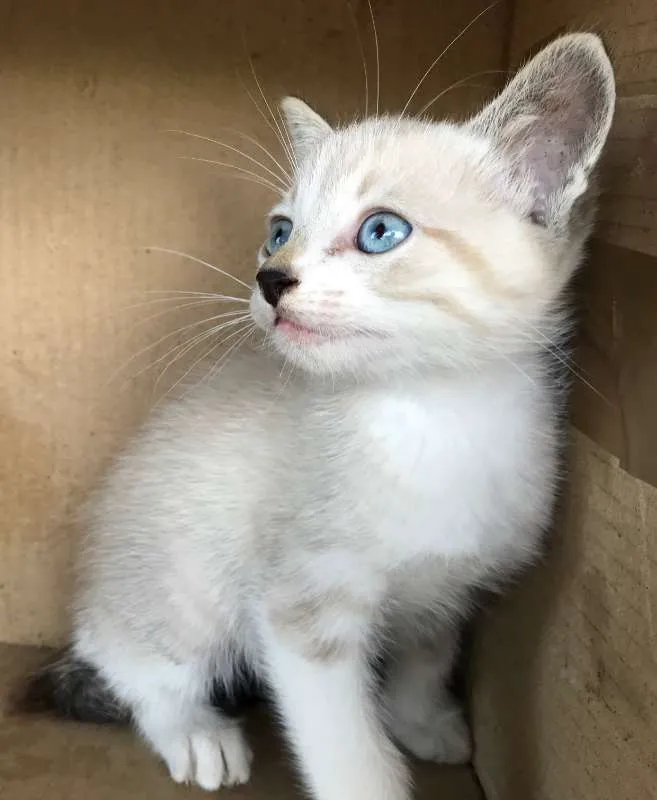 Gato ra a Siamês idade Abaixo de 2 meses nome CARLINHOS