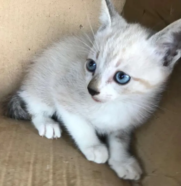 Gato ra a Siamês idade Abaixo de 2 meses nome CARLINHOS