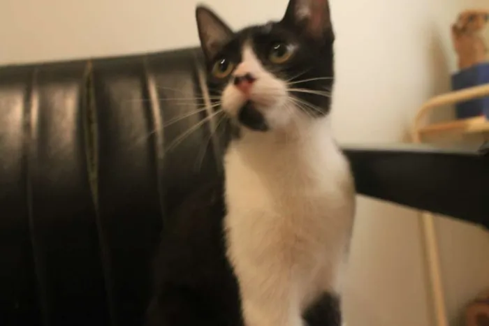 Gato ra a SRD idade 2 a 6 meses nome Manoel