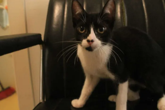 Gato ra a SRD idade 2 a 6 meses nome Manoel