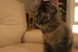 Lola