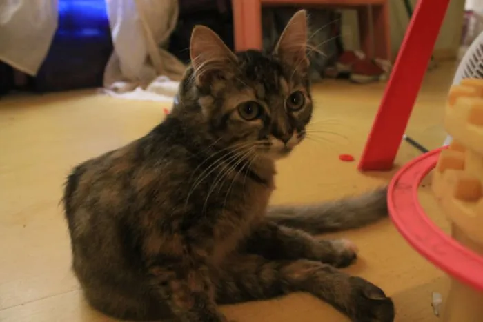 Gato ra a SRD idade 2 a 6 meses nome Lola