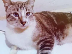 Gato raça Manchado idade 1 ano nome Miau