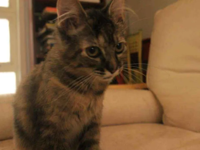 Gato ra a SRD idade 2 a 6 meses nome Lola