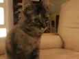 Lola