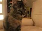 Gato raça SRD idade 2 a 6 meses nome Lola
