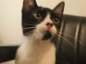 Gato raça SRD idade 2 a 6 meses nome Manoel