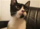 Gato raça SRD idade 2 a 6 meses nome Manoel