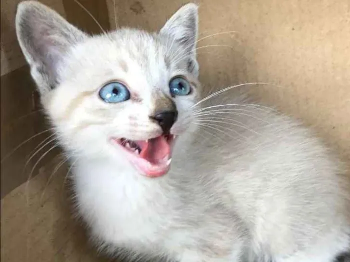 Gato ra a Siamês idade Abaixo de 2 meses nome CARLINHOS
