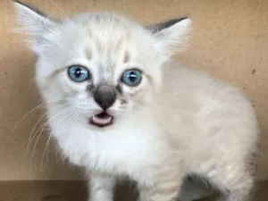 Gato raça Siamês idade Abaixo de 2 meses nome CAROLINA