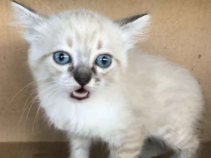 Gato ra a Siamês idade Abaixo de 2 meses nome CAROLINA