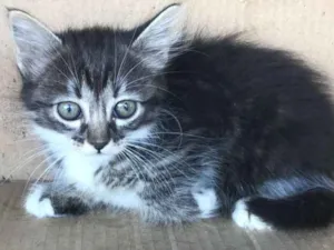 Gato raça rajada  idade Abaixo de 2 meses nome luisa