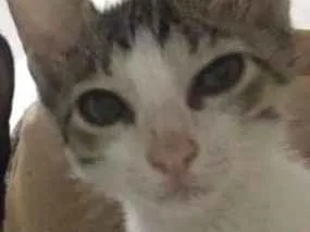 Gato raça Sem raça definida idade 2 a 6 meses nome Banguela