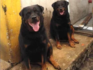 Cachorro raça Rottweiler idade 4 anos nome Moleque e Jow
