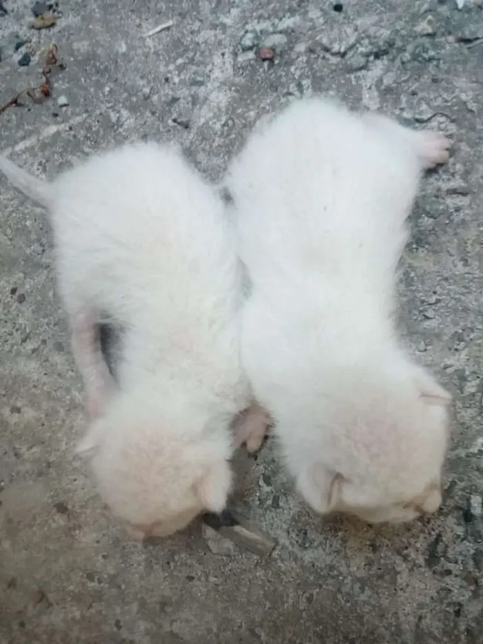 Gato raça Não sabemos idade Abaixo de 2 meses nome Não tem