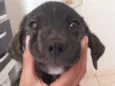 Simba