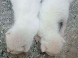 Gato raça Não sabemos idade Abaixo de 2 meses nome Não tem
