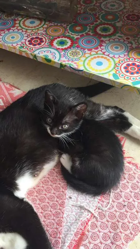 Gato raça Virala lata idade Abaixo de 2 meses nome Gatinhos com 1 mes