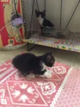 Gatinhos com 1 mes