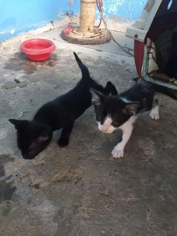Gato raça Virala lata idade Abaixo de 2 meses nome Gatinhos com 1 mes