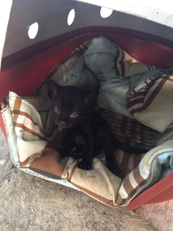 Gato raça Virala lata idade Abaixo de 2 meses nome Gatinhos com 1 mes