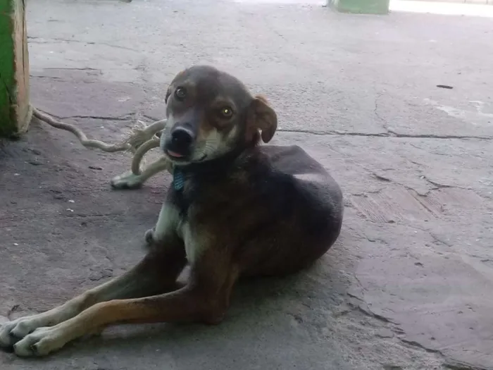 Cachorro raça Misturada idade 2 anos nome Jeredy