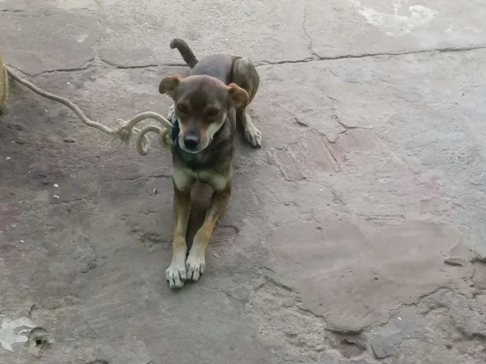 Cachorro raça Misturada idade 2 anos nome Jeredy