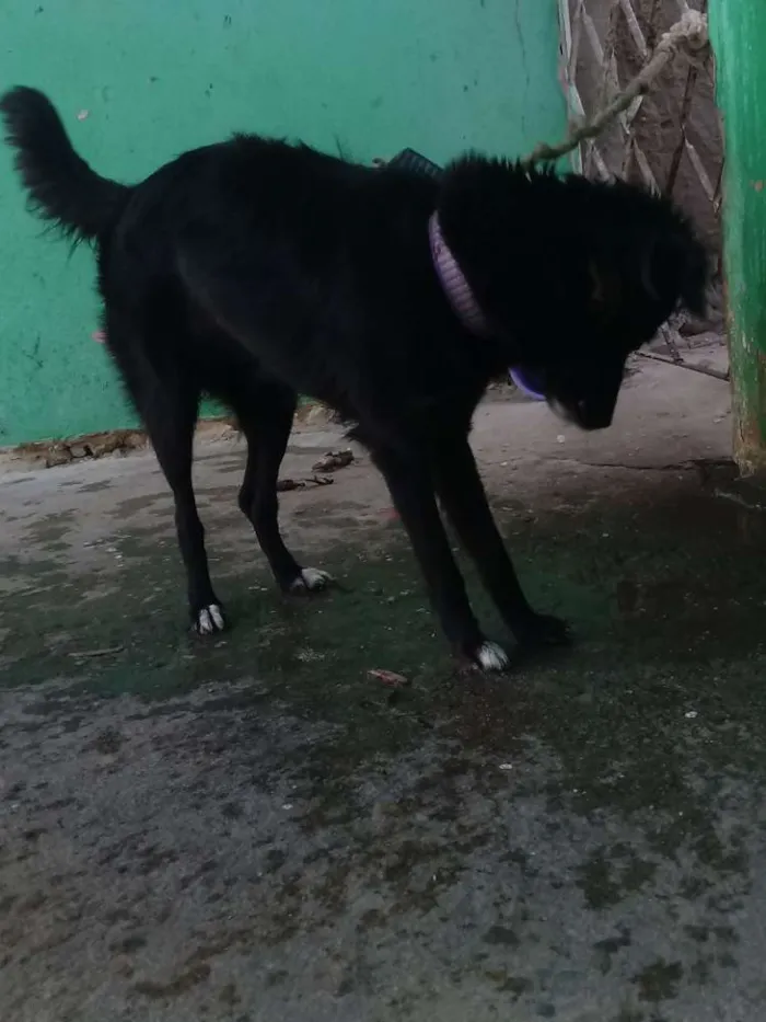 Cachorro raça Misturada idade 1 ano nome Pérola 