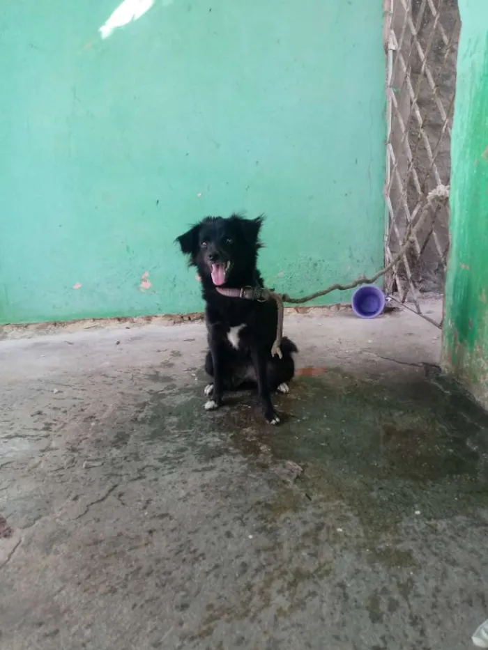 Cachorro raça Misturada idade 1 ano nome Pérola 