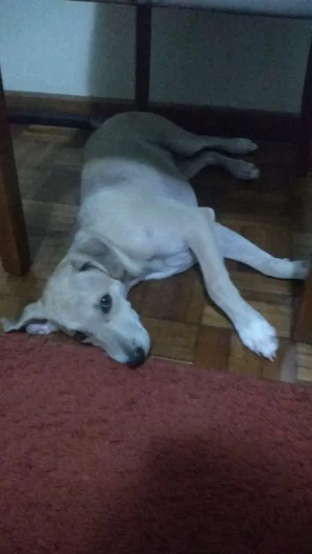 Cachorro raça SRD idade 2 a 6 meses nome Henk