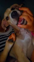 Henk