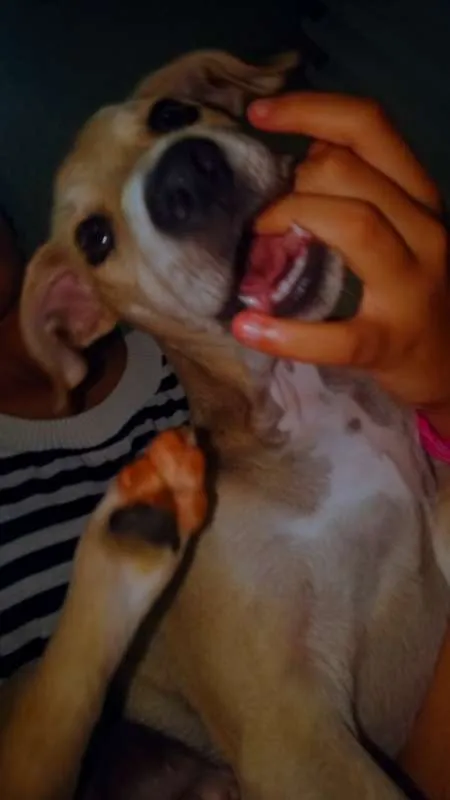 Cachorro raça SRD idade 2 a 6 meses nome Henk